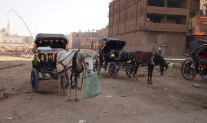 Kalesche in Luxor