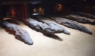 Mumifizierte Krokodile im Krokodilmuseum in Kom Ombo