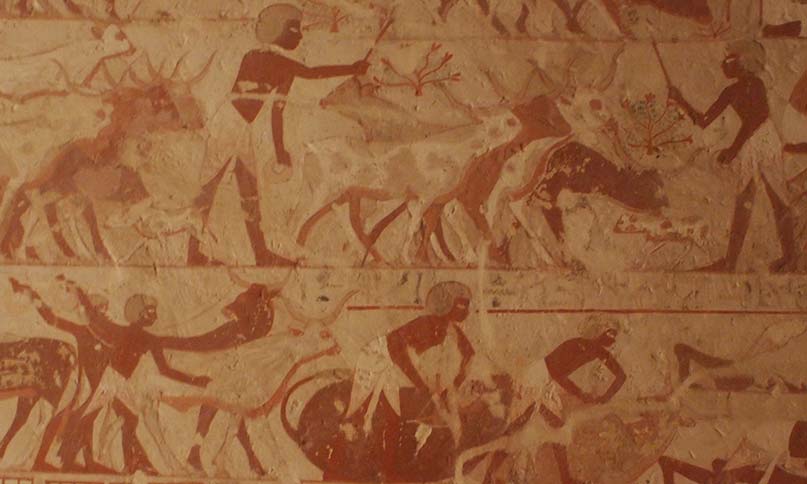 Viehbestand des Amun-Tempels